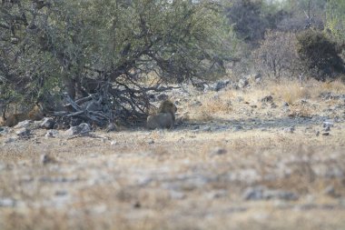 Kenya savanındaki aslan