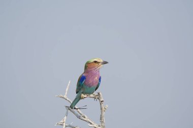 Doğal ortamında güzel renkli bir kuş.