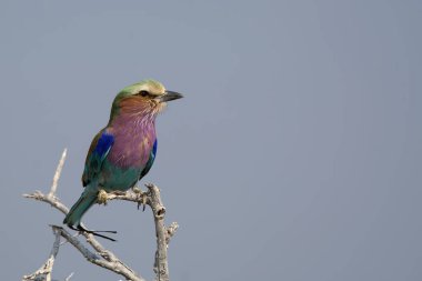 mavi-göğüslü bir dal üzerinde yuvarlak