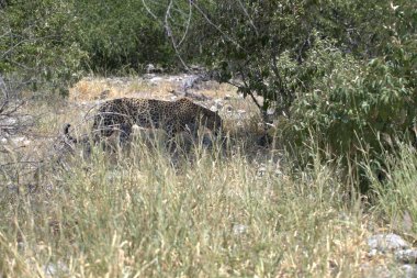 Büyük vahşi hayvan, vahşi memeli.