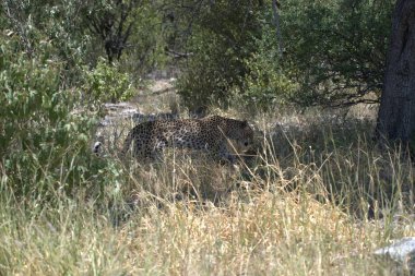 Kenya bozkırında leopar