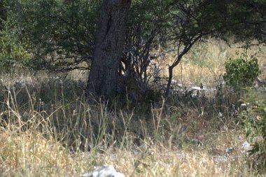 Ormandaki kuru ot ve bitkiler