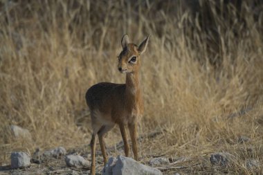 genç erkek Kızıl geyik