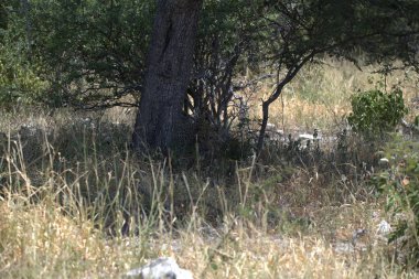 Ormanda büyük beyaz, kahverengi bir geyik.