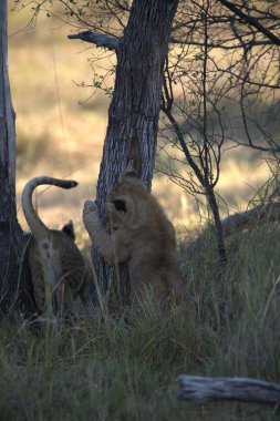 Savanadaki genç aslanlar
