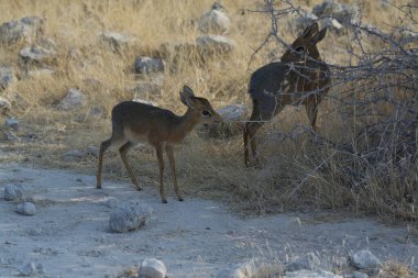 Kenya bozkırında bir çift vahşi antilop.