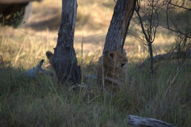 Aslan yavrusu çalıların arasında yatıyor.
