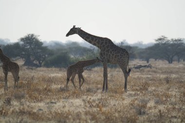 Namibya 'da zürafa camelopardalis
