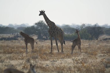 Vahşi Afrika 'da zürafa