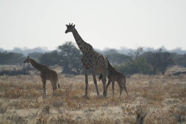 Savanadaki zürafalar.