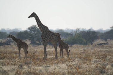 Savanadaki zürafalar, Kenya