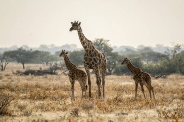 Kenya ulusal parkında ağaçların arasında yürüyen bir zürafa sürüsü.