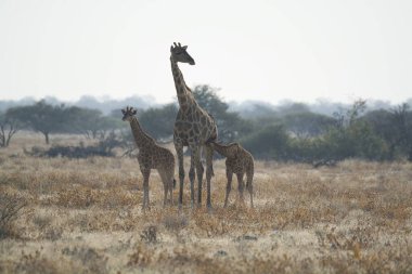 Savannah, Güney Afrika 'daki zürafalar.