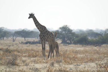 Savanadaki zürafa