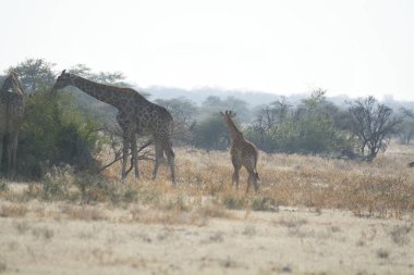 zürafa kruger Park