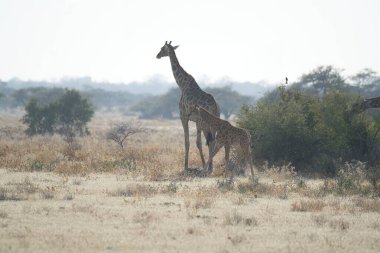 Savanadaki zürafa