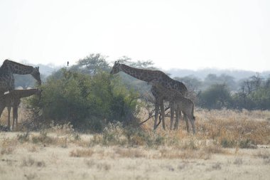 Namibya 'daki Etoşa Ulusal Parkı' nda zürafa