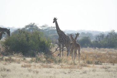 Dogu parkındaki savanada zürafalar