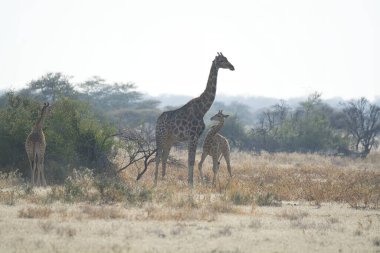 Zürafalar Afrika Savannah