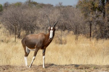 Afrika savanasında Impala Savo 'nun vahşi doğasında