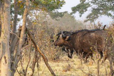Savanada büyük bir bufalo