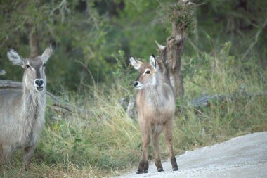 Ormandaki bir grup vahşi hayvan.