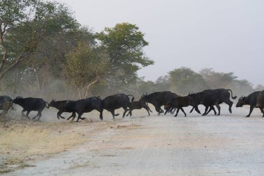 Savanada koşan bufalo sürüsü