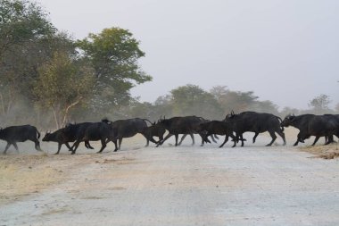Bir grup inek tarlada yürüyor.