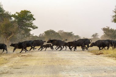 Afrika bozkırında bir grup bufalo.