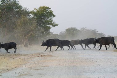 Kruger Park 'taki siyah bufalo.
