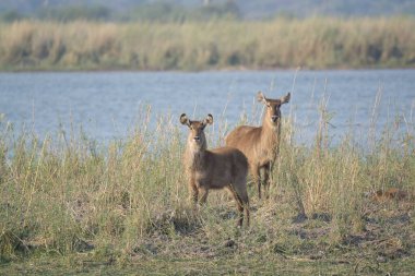 Kenya bozkırında geyik