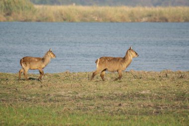 Ormandaki vahşi geyik