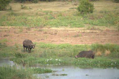 Sahadaki Sri Lanka 'daki siyah beyaz gergedan.