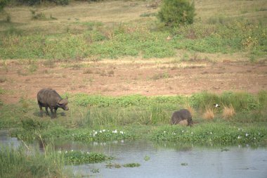 Afrika Bizonu Kruger Ulusal Parkı, Güney Afrika.