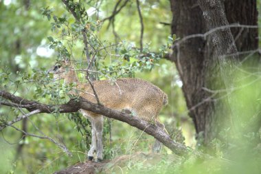 Genç dişi kedi çimlerin üzerinde