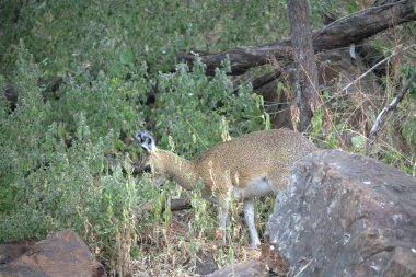 Parktaki genç erkek geyik