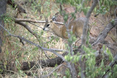 Ormandaki kırmızı geyik