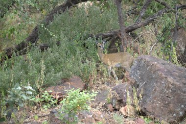 Ormanda genç bir geyik