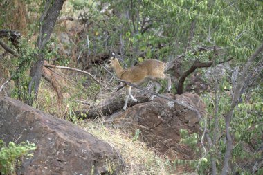 Kenya savanındaki aslan