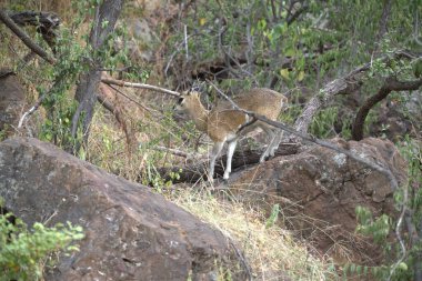 Kızıl geyik (picanus ruelus), vahşi doğada, ulusal parkta, güney Picanha dağlarında