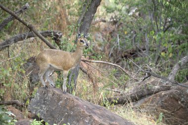 Yerde genç ve şirin bir geyiğin yakın çekimi.