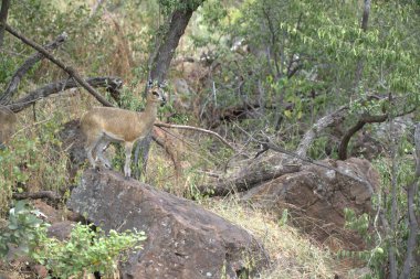 Aslan ın kruger national park, Güney Afrika