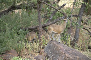 Ormanda genç bir geyik
