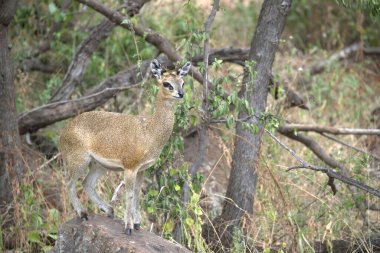 Kadın Kudu, Kruger Park, Güney Afrika