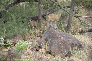 Afrika savanındaki vahşi Afrika aslanı.