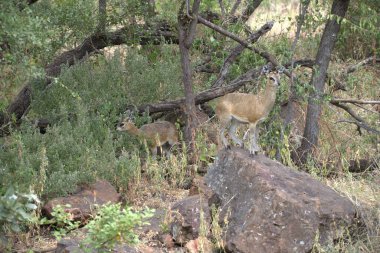 Maymun hayvanat bahçesinde bir memelidir..