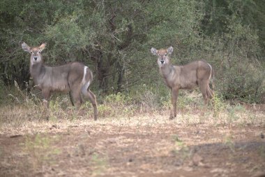 Ormandaki vahşi geyik