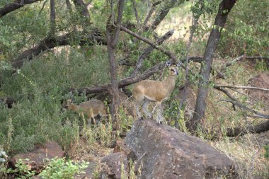 Ormandaki vahşi geyik