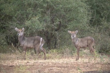 wild deer in the savannah of kenya