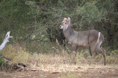 geyik bir hayvanat bahçesi